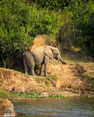 African elephant throws up sand at rivers edge