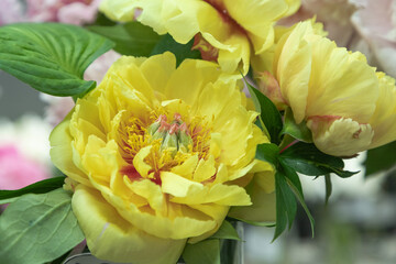 beautiful yellow peony Garden Treasure flower. Closeup. Blurred background