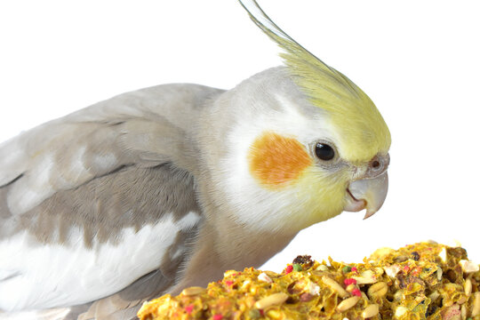 Cockatiel (nymphicus hollandicus)