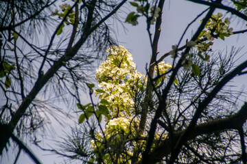 Pear blossom against the sky through the coniferous branches of spruce