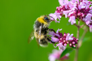 A bee collects pollen to make honey on a flower.