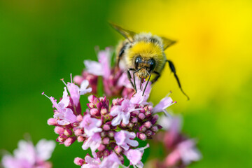 A bee collects pollen to make honey on a flower.