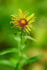 Bloom of yellow flowers close-up view on green background