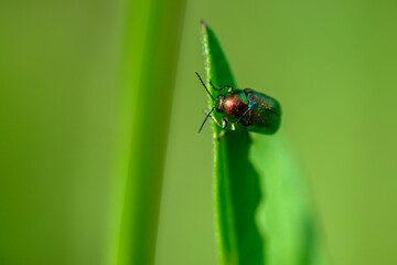 Naklejka premium bug on grean leave