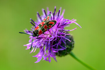 Close-up of a beautiful butterfly sitting on a colorful flower in summer on a countryside meadow.