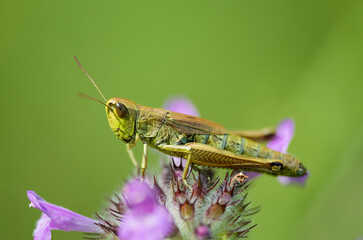 grasshopper on a leaf