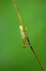 grasshoper on a leaf on green background