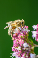 A bee collects pollen to make honey on a flower.