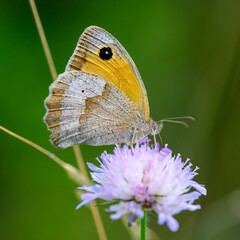 Close-up of a beautiful butterfly sitting on a colorful flower in summer on a countryside meadow.