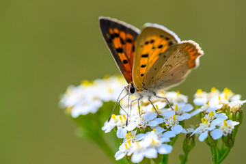 Close-up of a beautiful butterfly sitting on a colorful flower in summer on a countryside meadow.