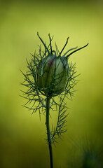 Green cactus spines detailed photo close up