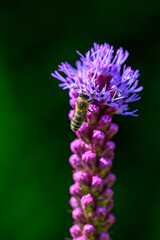 A bee collects pollen to make honey on a flower.