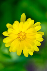 Bloom of yellow flowers close-up view on green background