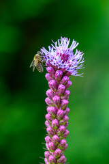 A bee collects pollen to make honey on a flower.