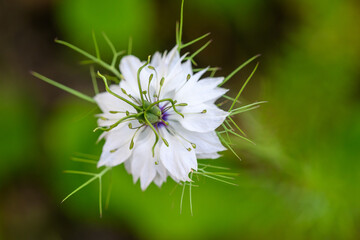 white flower of a dandelion