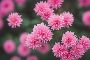  Chinese pink flowers bokeh background, AI Generated
