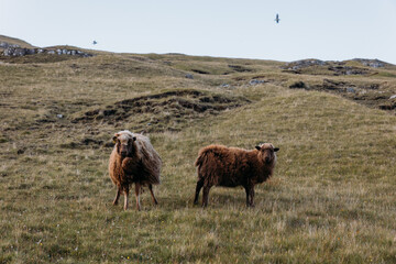 Faroe island beautiful landscape in summer time with sun