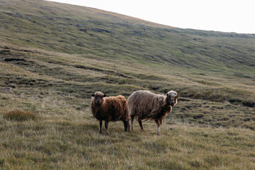 Faroe island beautiful landscape in summer time with sun