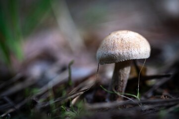 World Mushroom Day. National Mushroom Day. White Cap Forest Mushroom. Summer