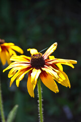 Black-eyed Susan (Rudbeckia hirta)