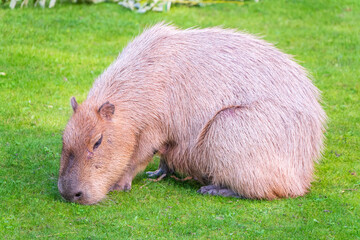 A large capybara lies on the green grass in the park