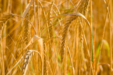 ripe ear of barley in the field in the golden hour
