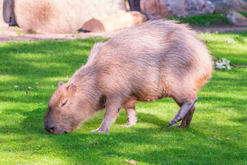 A large capybara walks on the green grass in the park