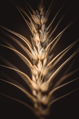 Wheat crop in field ready to harvest