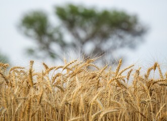 Wheat crop in field ready to harvest