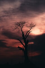 beautiful sunset with trees, clouds and tower