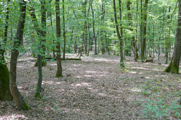 Obraz premium footpath in the forest