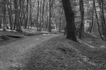 path in the woods