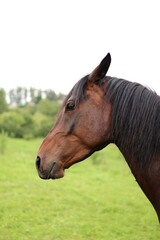 Fototapeta premium Portrait of brown horse in a nature.