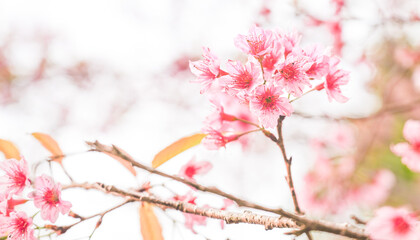 Obraz premium pink cherry blossom