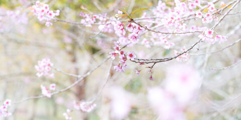 pink flowers in spring