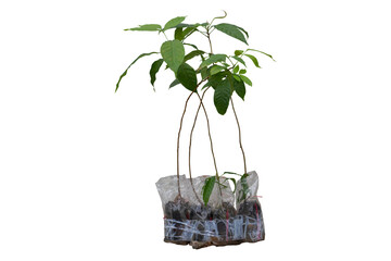 Fresh Avocado sprout is growing in plastic bag for nursery isolated on white background included...