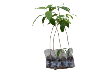 Fresh Avocado sprout is growing in plastic bag for nursery isolated on white background included clipping path.