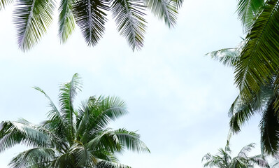 palm tree and blue sky