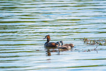 The waterfowl bird, great crested grebe with chick, swimming in the lake.