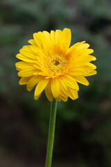 黄色いガーベラ