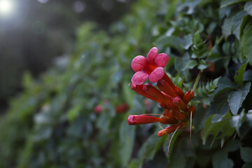 bright orange-red campsis flower on a green background