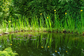 Magical garden pond with blooming yellow iris flowers (yellow flag). Plants on shore are reflected in water.  Atmosphere of relaxation, tranquility and happiness