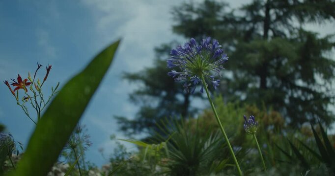 Beautiful shot of a famous flower &ldquo;African Iris&rdquo; in daylight amidst a lot of vegetation. Cinematographic shot in &ldquo;Parque El Retiro&rdquo; in Madrid, Spain.
