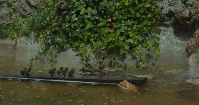 Beautiful slow motion shot of a duck family of a mama duck with her 7 kids in a water pond in Parque El Retiro, Madrid, Spain during the daytime.