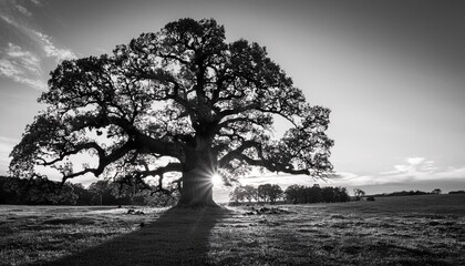 beautiful and old oak at the sunset black and white image