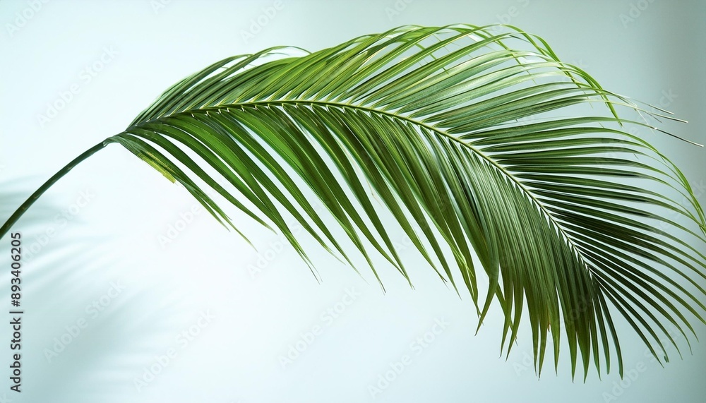 Wall mural palm branch coconut leaf tropical plant