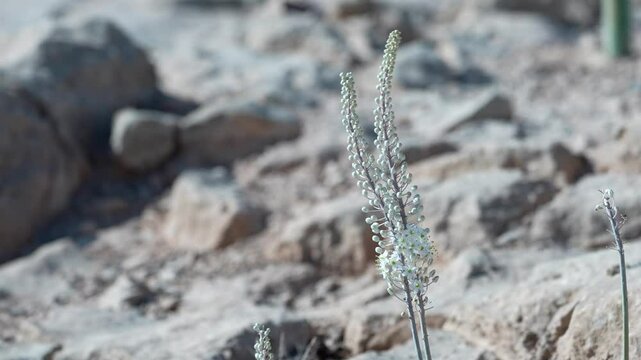 Drimia aphylla Sea Squill, Medicinal squill Blooming in the Negev Desert