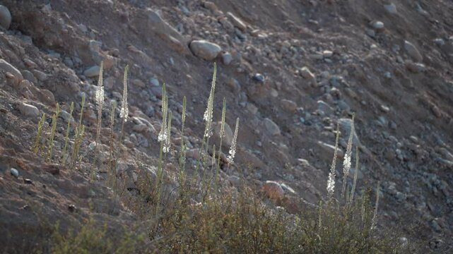 Drimia aphylla Sea Squill, Medicinal squill Blooming in the Negev Desert
