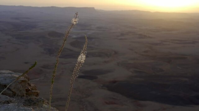 Drimia aphylla Sea Squill, Medicinal squill Blooming in the Negev Desert
