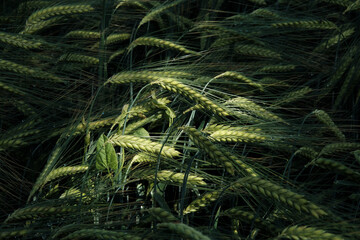 Grain, spelled, original spelled, bread, baking, baking bread, our daily bread, God, grain field, Getreide, 